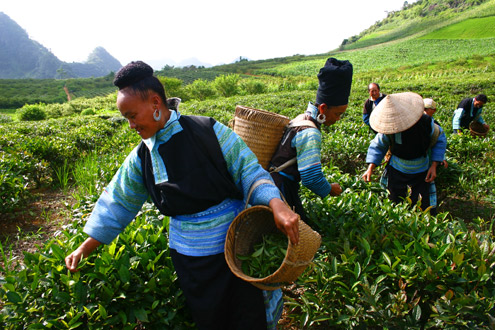  Cao nguyên Mộc Châu từ lâu đã nổi tiếng với những đồn điền chè xanh mướt.     Ảnh: T.L   