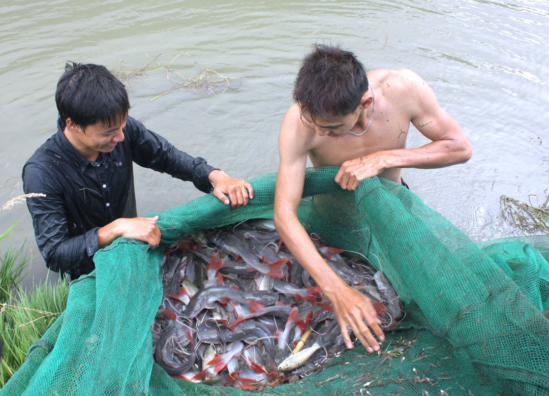 Kiểm tra trọng lượng cá tầm.