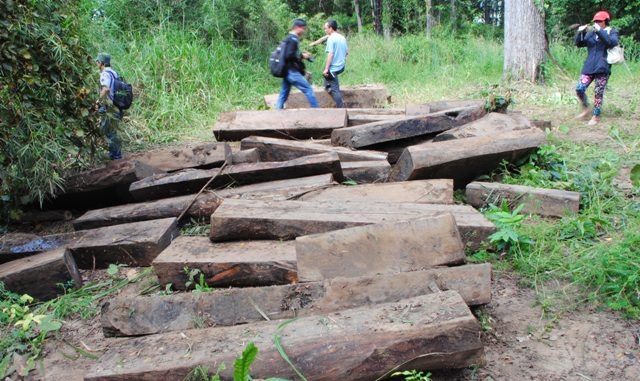 Số gỗ được trục vớt từ dưới sông Serepok lên bờ chờ xử lý