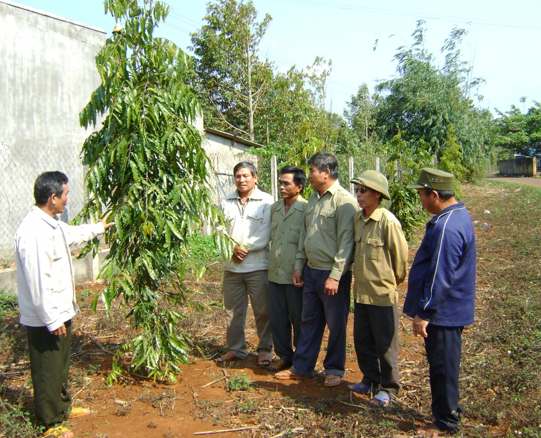 Hàng cây của Chi hội CCB thôn 17 (xã Hòa Đông).