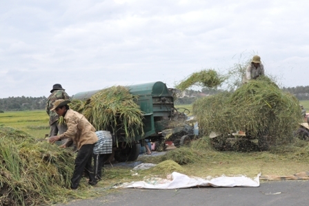 Thu hoạch lúa ở huyện Krông Ana