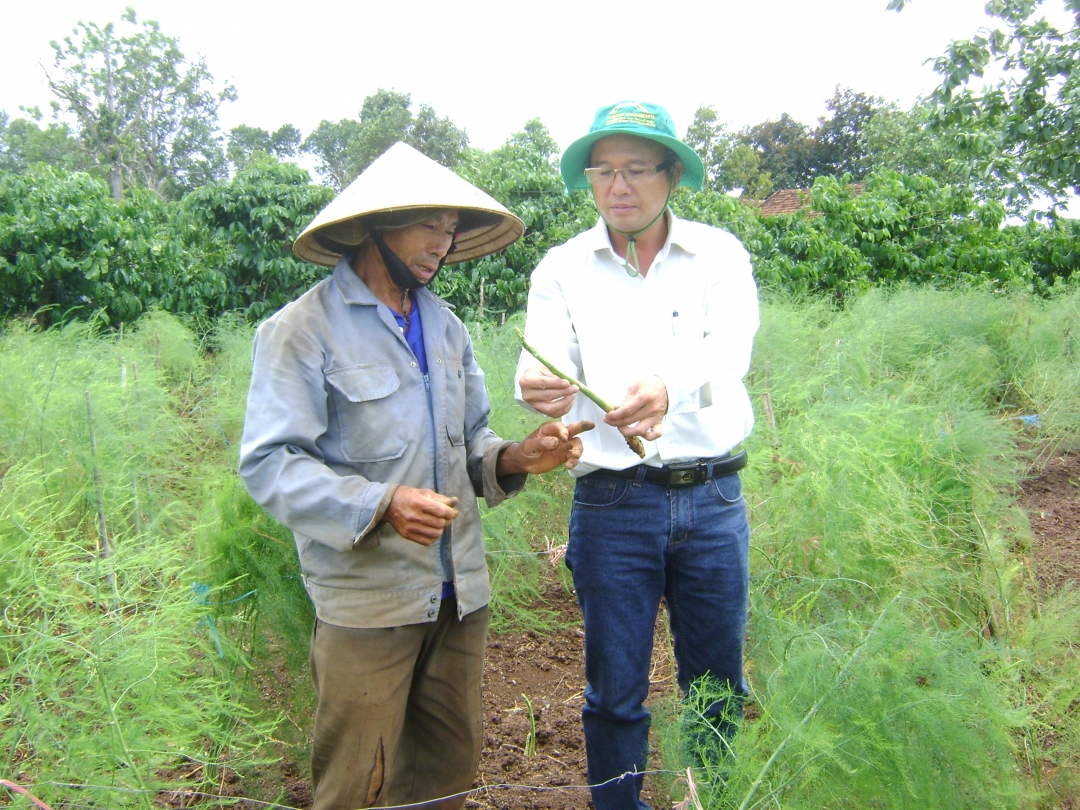 Cán bộ Phòng NN-PTNT huyện khảo sát mô hình trồng cây măng tây xanh của gia đình anh Nguyễn Tấn An.  