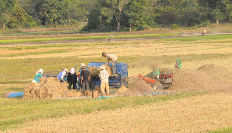 Nông dân Yang Mao đang thu hoạch vụ mùa 