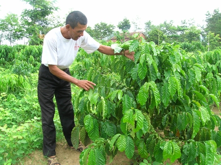 Khá nhiều vườn cà phê đã được nông dân đưa giống chất lượng cao vào sản xuất (Ảnh minh họa)