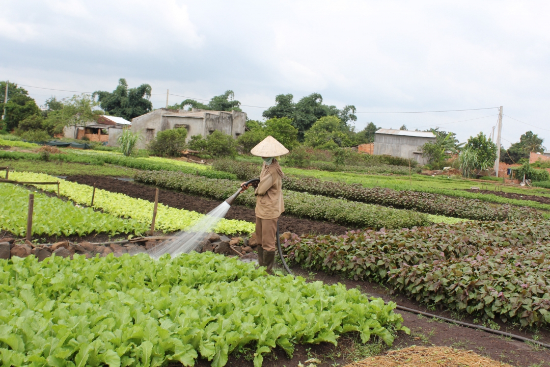 Việc trồng rau an toàn đã trở thành một nghề đầy hứa hẹn, đem lại thu nhập cao cho người dân tại một số xã, phường của TP. Buôn Ma Thuột.