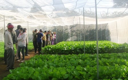 Nông dân tham quan mô hình trồng rau an toàn trong nhà lưới tại hộ ông Vũ Văn Viện