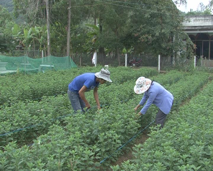  Gia đình  chị Nguyễn Thị Thuần tập trung chăm sóc vườn  hoa Tết.