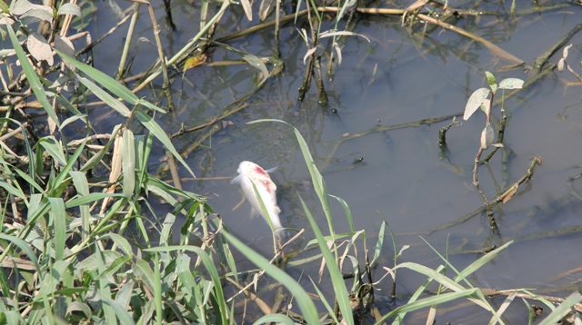 Cá chết dạt 2 bên bờ sông Serepok