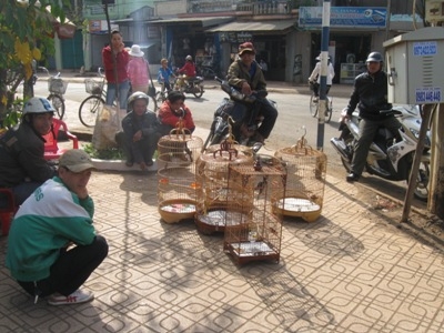 Dân chơi chim quây quần bên những chiếc lồng chào mào.