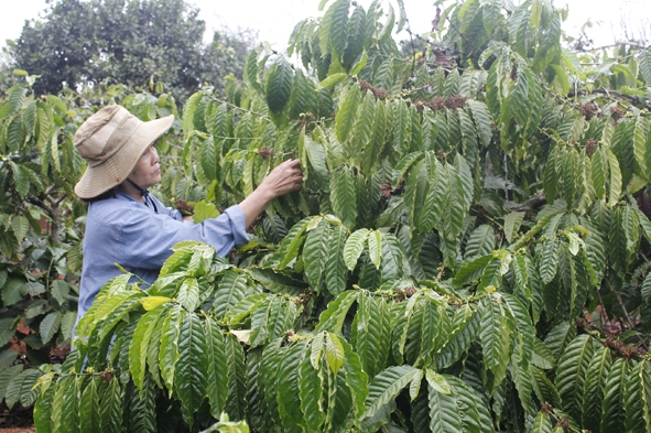 Bà Trịnh Thị Ngọc (tổ dân phố 1, phường Đoàn Kết, TX. Buôn Hồ) đang chăm sóc vườn cà phê nhà liên kết theo tiêu chuẩn bền vững.