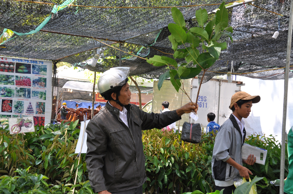 Người thì mua cây giống