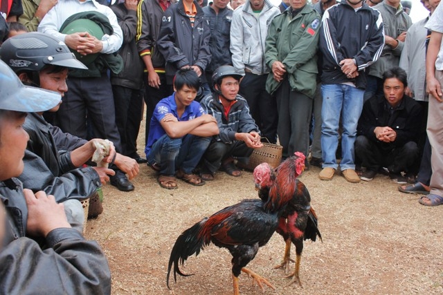 Chọi gà, trò chơi giân gian không thể thiếu tại lễ hội