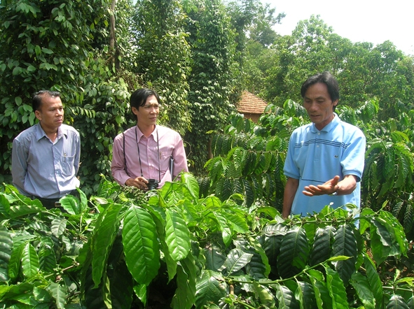Người làm cà phê giãi bày khó khăn trong việc tái canh vườn cây khi không tiếp cận được nguồn vốn vay.