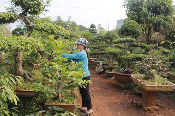 Nghề trồng cây cảnh phát triển mạnh ở xã Hòa Thắng.  Ảnh: Lê Thành