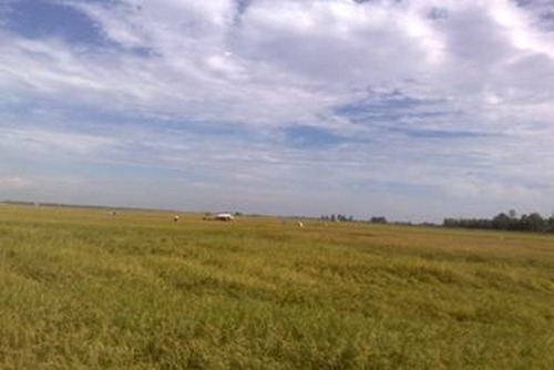 Kr ông Ana là một trong những vựa lúa lớn của tỉnh đang vào mùa thu hoạch