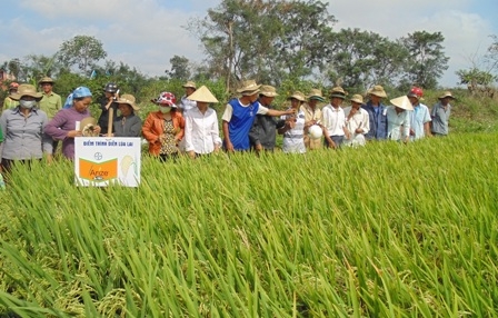 Nông dân đang tham quan mô hình trình diễn giống lúa lai Arize B-TE1 