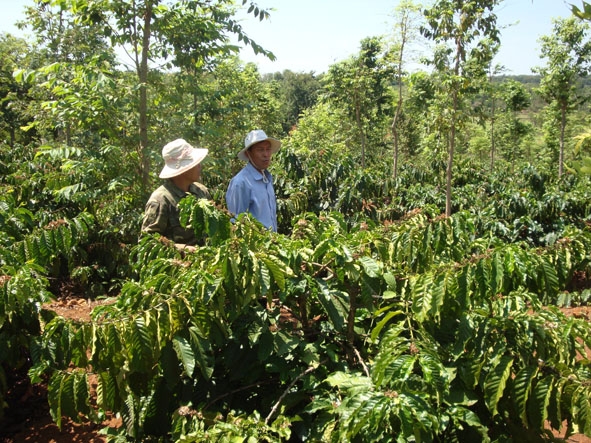 Từ khi tham gia sản xuất cà phê bền vững, nông dân đã quan tâm hơn đến việc trồng cây che bóng cho cà phê.