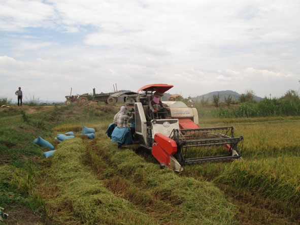 Thu hoạch lúa  đông xuân trên cánh đồng Buôn Trấp.