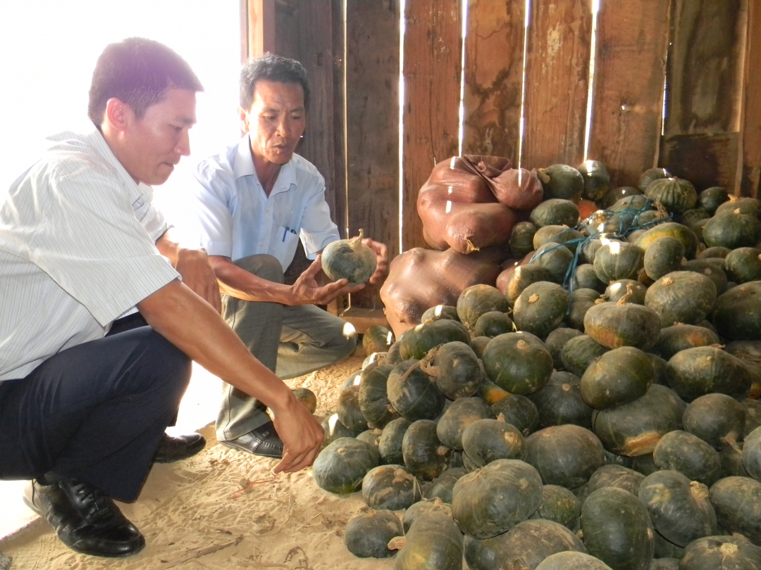 Bí ra ít trái và chỉ to bằng trái bưởi.
