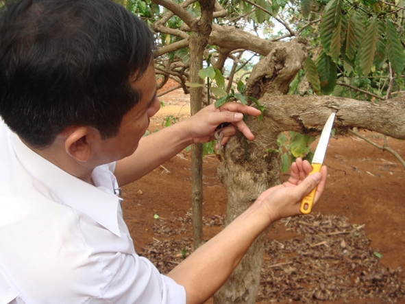 Cà phê già cỗi bị nhiễm sâu bệnh hại ngày càng nhiều.