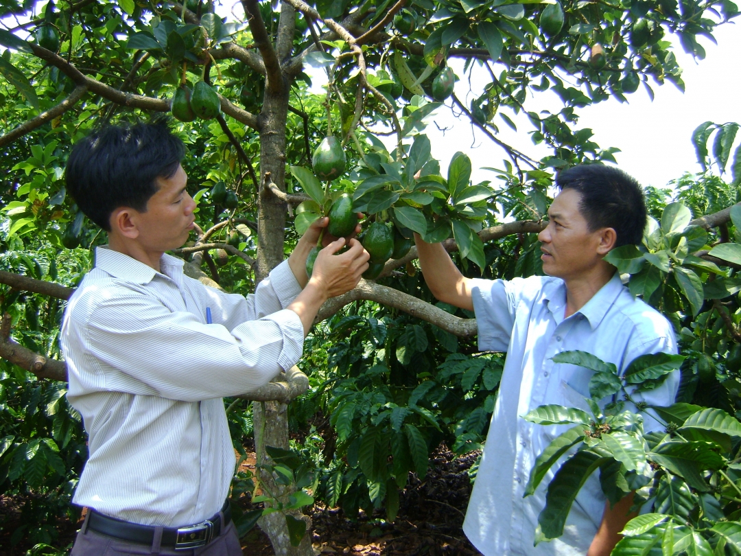 Cán bộ Hội nông dân xã Ea Kpam kiểm tra mô hình trồng xen cây bơ trong vườn cà phê của gia đình anh Phạm Văn Bình (bên phải).