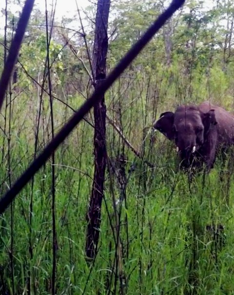 Con voi rừng dính bẫy được phát hiện tại tiểu khu 453, Ban quản lý rừng phòng hộ Buôn Đôn