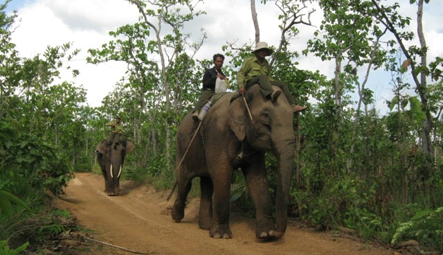 2 con voi nhà được huy động để giải cứu voi rừng gặp nạn
