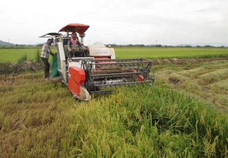 Nông dân huyện Lak thu hoạch lúa đông xuân