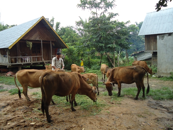 Ông Y Plu Eung, nông dân sản xuất giỏi  tiêu biểu người  dân tộc thiểu số,  thị trấn Liên Sơn (huyện Lak).