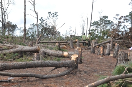 Hiện trường một vụ phá rừng thông tại xã Cư Né, huyện Krông Buk