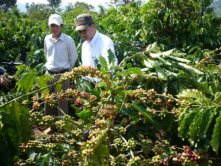 Diện tích cà phê trồng bằng giống ghép hiện chiếm tỷ lệ rất ít (ảnh minh họa)