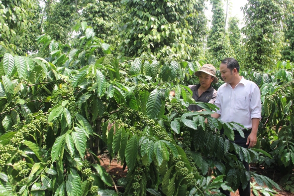 Bí thư Đảng ủy xã Ea Ning (bìa phải) thăm mô hình sản xuất cà phê,  hồ tiêu của hộ dân trên địa bàn.