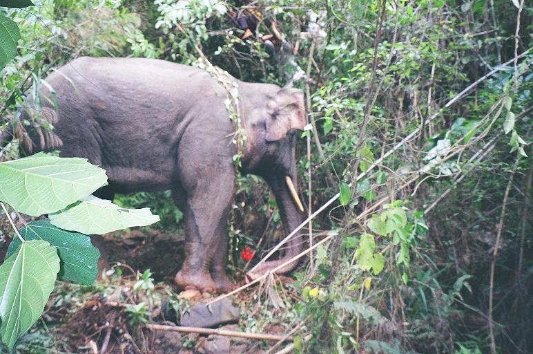 Ảnh chú voi rừng bị mắc kẹt dưới suối do bạn đọc  Phạm Võ Hiến cung cấp cho Báo Dak Lak.