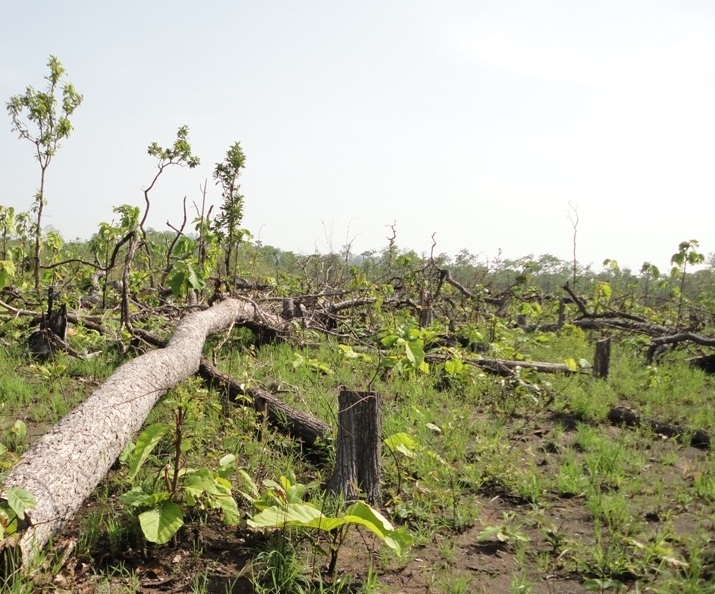 Nhiều dự án trồng rừng triển khai châm do đất dự án bị lấn chiếm trái phép