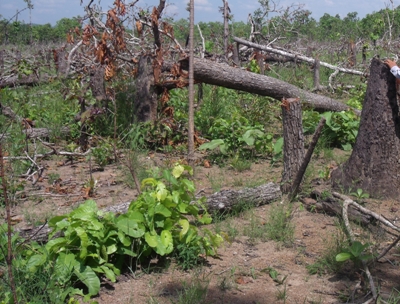 Nhiều diện tích rừng trên địa bàn tỉnh bị chặt phá do công tác quản lý, bảo vệ rừng trong vùng dự án chưa được tốt