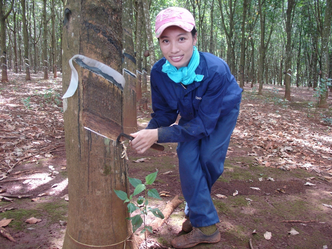 Mặc dù ngành cao su Việt Nam đang gặp khó khăn nhưng các công nhân  của Công ty TNHH MTV cao su Dak lak vẫn giữ được mức lương ổn định.