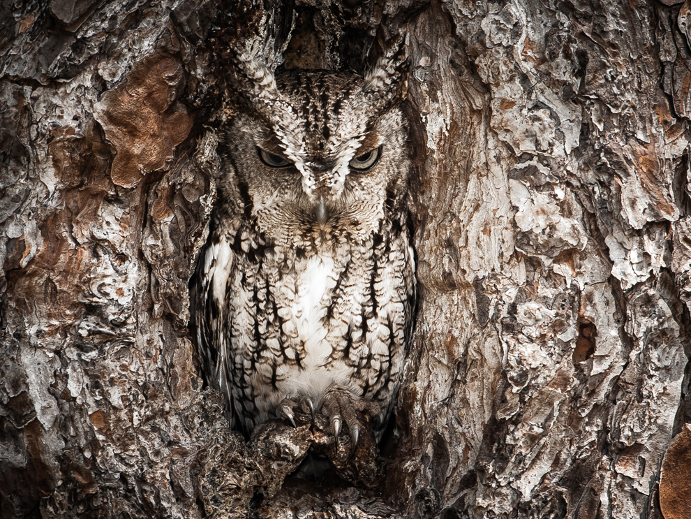 Giải khuyến khích: Portrait of an Eastern Screech Owl (Chân dung của một con cú Eastern Screech) Bậc thầy về khả năng nguỵ trang. Loài cú Eastern Screech thể hiện khả năng nguỵ trang tuyệt vời trong bức ảnh trên. Bạn phải tinh mắt mới có thể nhận ra được con vật săn mồi này. Tác giả: Graham McGeorge.