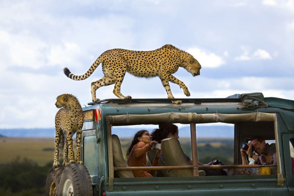 Giải ba: Say cheese Những con báo cheetah nhảy lên nóc xe của khách du lịch ở công viên quốc gia Masai Mara, Kenya. Tác giả: Yanai Bonneh.