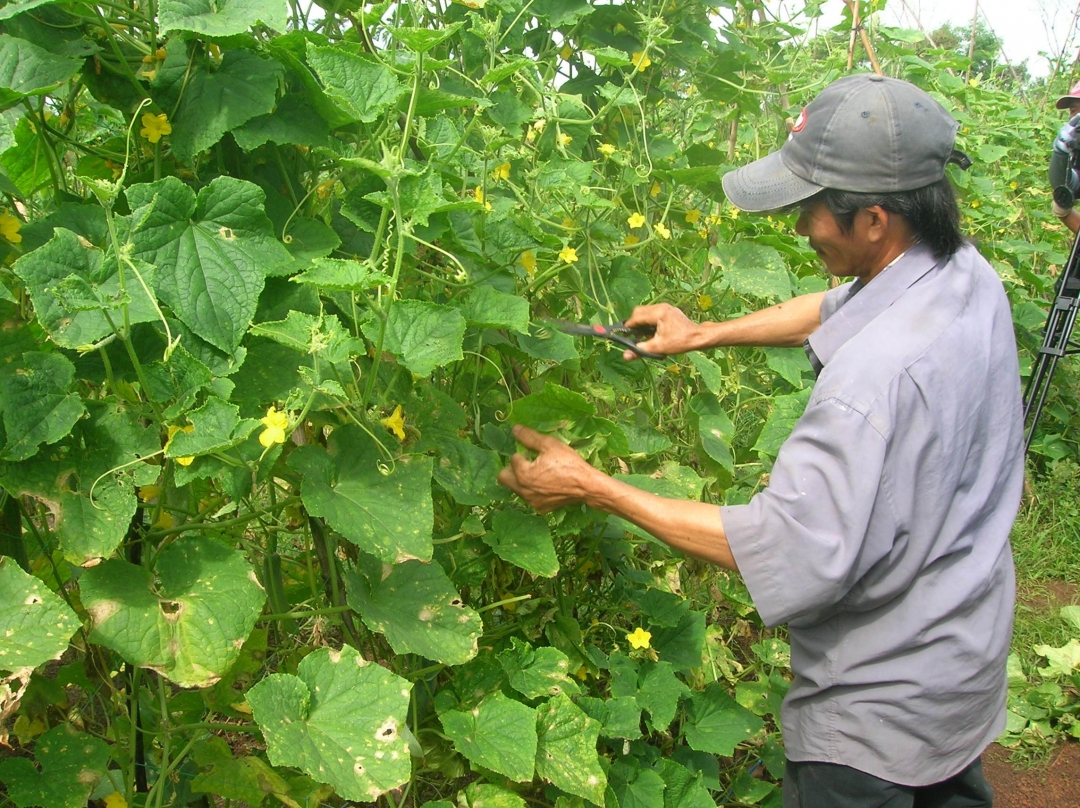 Người nông dân trực tiếp sản xuất rau quả chịu nhiều thiệt thòi khi thường phải bán giá thấp hơn trong khi thực tế rau đến tay người tiêu dùng giá vẫn cao.