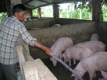 Người chăn nuôi cần vệ sinh chuồng trại sạch sẽ để chồng chống dịch bệnh LMLM trên đàn heo