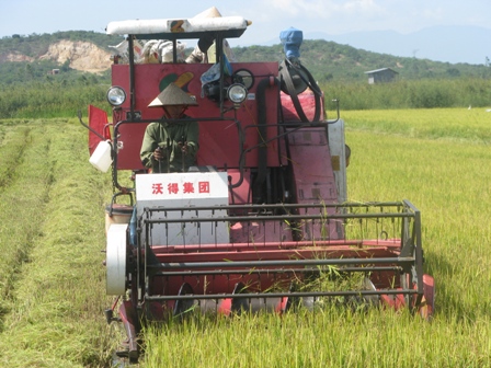 Nông dân huyện Ea Kar đang thu hoạch lúa