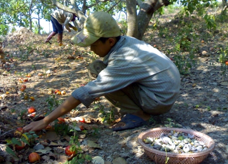 Nông dân xã Hòa Khánh, TP. Buôn Ma Thuột thu hoạch điều niên vụ 2012-2013