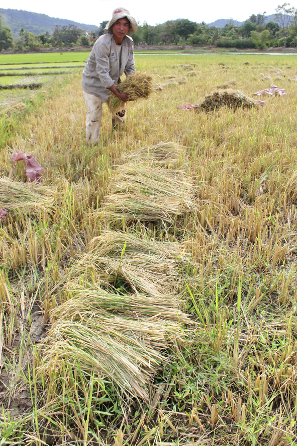 Nông dân xã Yang Tao (Lak) thu hoạch  lúa mùa.