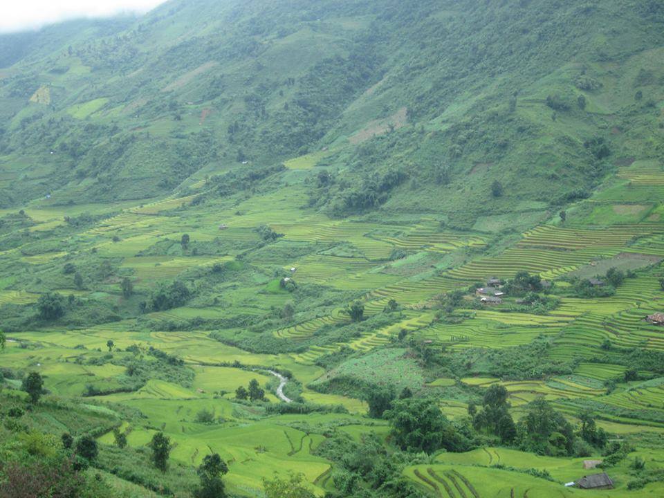 Lúa trải dài miên man