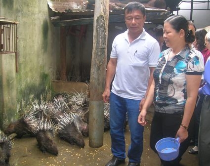 Mô hình nuôi nhím của gia đình chị Vi Thị Thanh Liễu