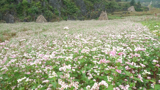 Đẹp đến nao lòng