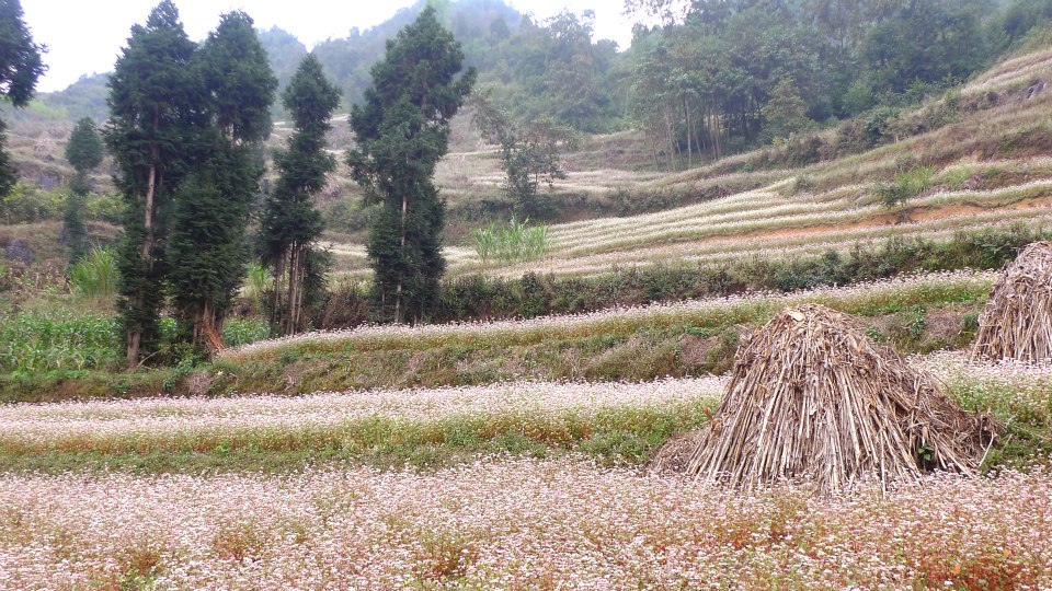 Như những bậc thang thiên đường