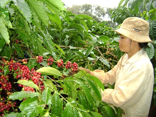 Nhờ có các tổ dân phòng, tổ liên kết bảo vệ cà phê nên người dân yên tâm thu hái cà phê bảo đảm tỷ lệ quả chín theo quy định.