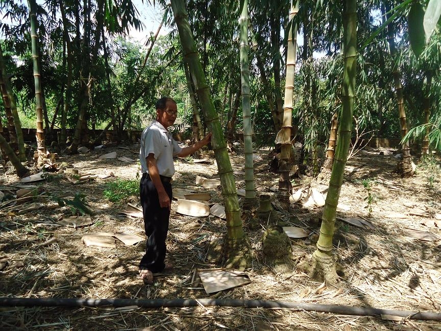 Mô hình trồng tre lấy măng của ông Sơn hằng năm cho thu nhập trên 100 triệu đồng.