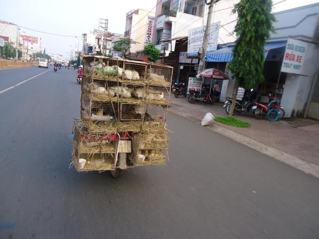 Đến các loại chim rừng...